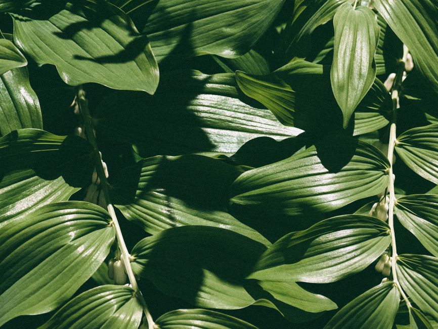 Broad glossy leaves in low sunlight, with hard leaf shadows falling across them.