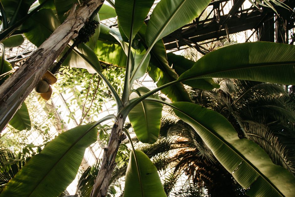 Broad banana leaves seen from below against the iron frame of a glasshouse roof.