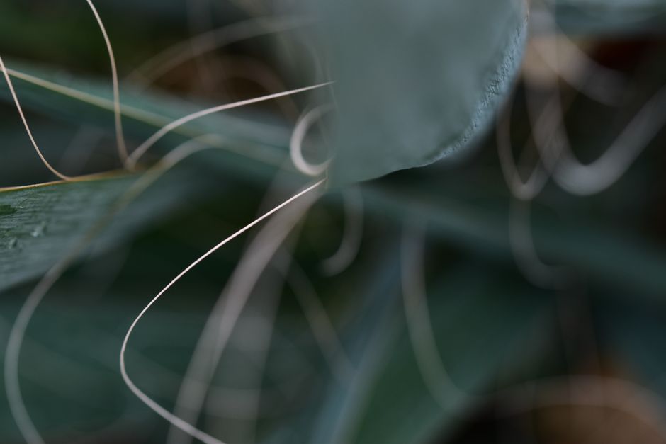 Fine grass blades and pale curling seed stems, soft-focus against dark leaves.