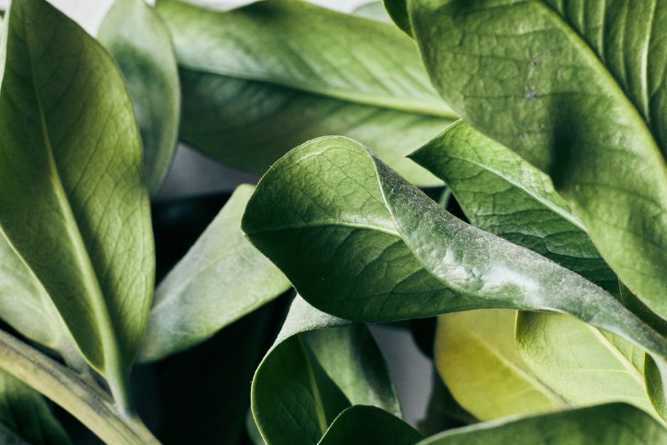 Close view of thick green leaves, one curled to show the dusty bloom on its surface.